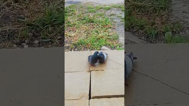 Москва. Голуби. Ухаживают друг за другом!!! Пробки!! смотреть онлайн