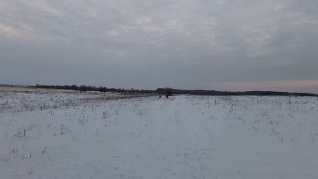 Кто быстрее волк или аэросани