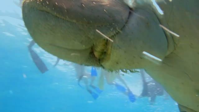 Dugong and big green turtles/Дюгонь и большие зеленые черепахи смотреть онлайн