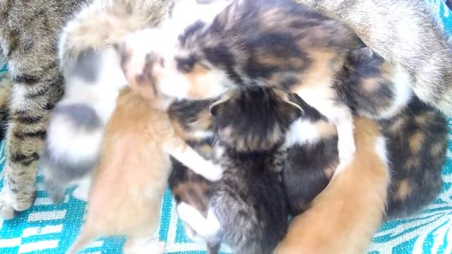 Cat during the Corona Virus epidemic gave birth to 8 kittens / кошка родила 8 котят смотреть онлайн