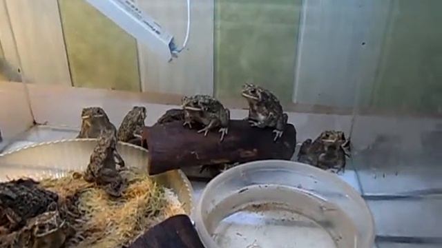 Малайские жабы смотреть онлайн