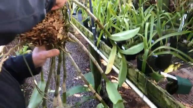 To cut a piece of orchid смотреть онлайн