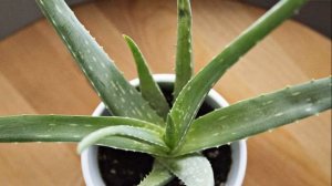 Как хранить алоэ в холодильнике