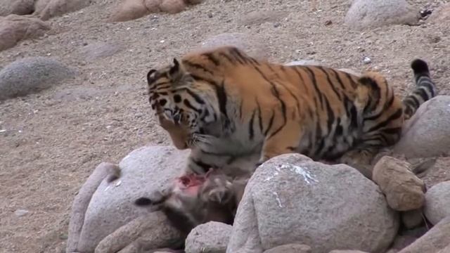 ТИГР против ЛЕОПАРДА ! КТО СИЛЬНЕЕ ? смотреть онлайн