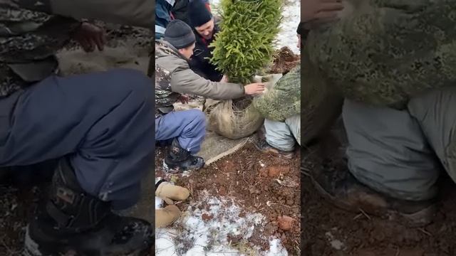Выкопка и упаковка саженца Ели Сибирской с комом земли-ЗКС, приём заказов на Ели и Сосны осень 2023 смотреть онлайн