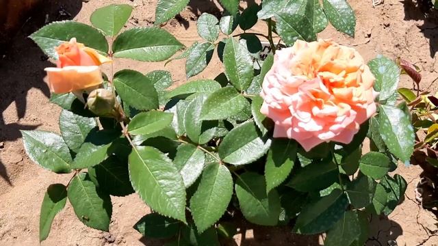 Розы Ред Сенсейшен, Мидсаммер, Лавли Грин, Флорентина смотреть онлайн