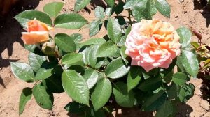 Розы Ред Сенсейшен, Мидсаммер, Лавли Грин, Флорентина