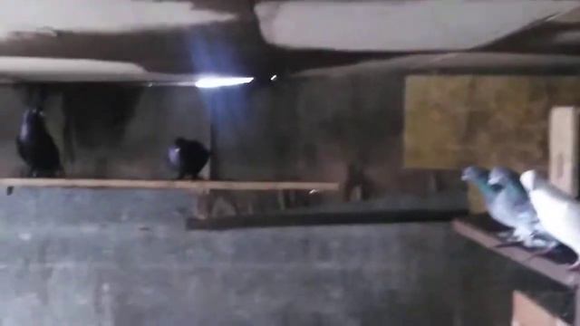 Это все маи голуби!