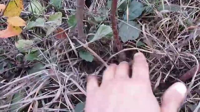 Клоновые подвои или сеянцы, плюс котик смотреть онлайн