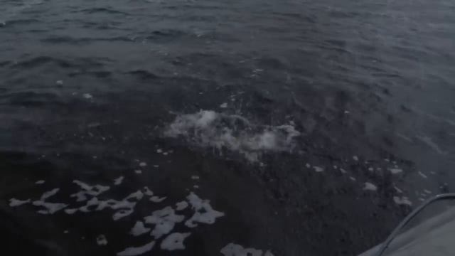 Рыболов Эксперт. Крупные воблеры Minnow. Часть 1 смотреть онлайн