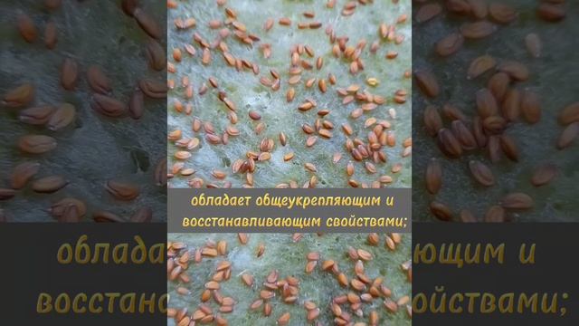 #микрозеленьдома