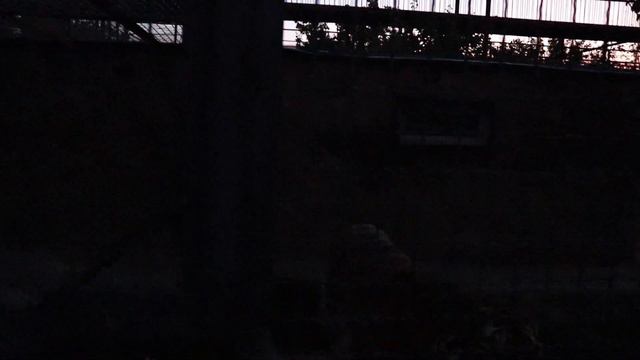 Тигры и горбуша. Тайган. Белогорск. Крым. смотреть онлайн
