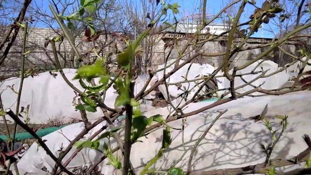 Ужасная зимовка роз. смотреть онлайн