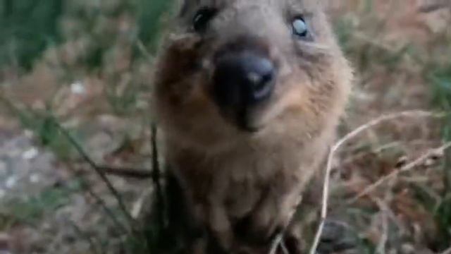 KOALA - A cute koala videos and funny koala bear compilation | Funny koala Bears | Animals World ? смотреть онлайн