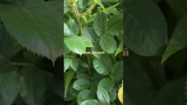 Анни Дюпрей, желтая кокетка ✨🌼✨🌼✨ смотреть онлайн