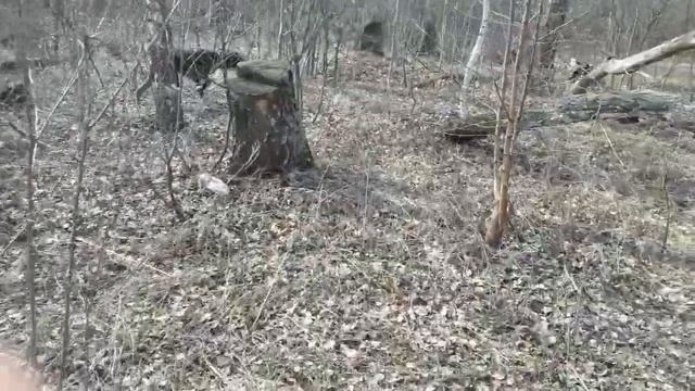 Курцхаар Грэй. Подъем вальдшнепа смотреть онлайн