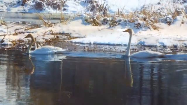 Прыгажосць наваколля Беларусі смотреть онлайн