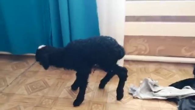 Жизнь в деревне. Шок! смотреть онлайн