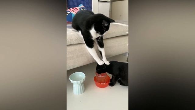 Drink More Water Buddy Gulp Gulp... ?? смотреть онлайн
