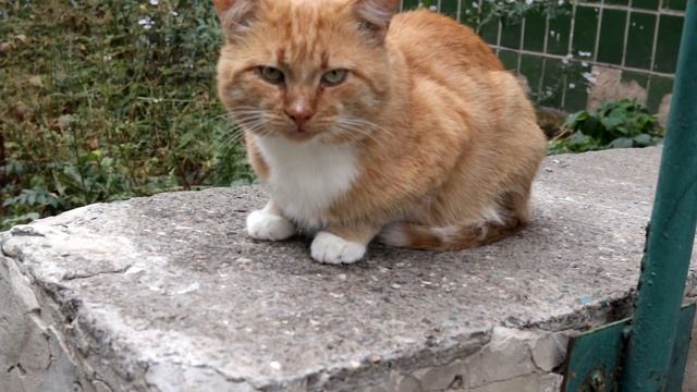 Половчанські котики смотреть онлайн