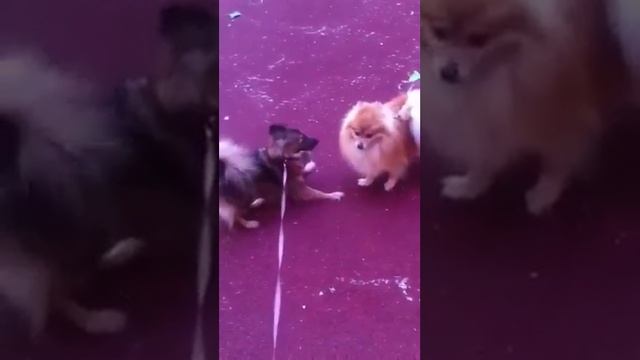 Собачий флирт смотреть онлайн