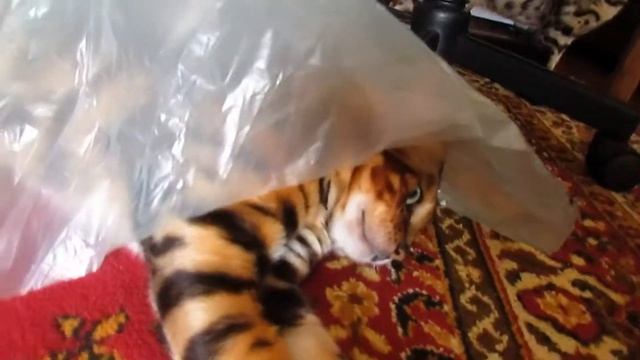 ШИКАРНЫ БЕНГАЛЬСКИЙ КОТ - ВЯЗКА смотреть онлайн