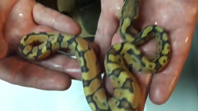 Ball python clutch 7-11 updates part 1 смотреть онлайн