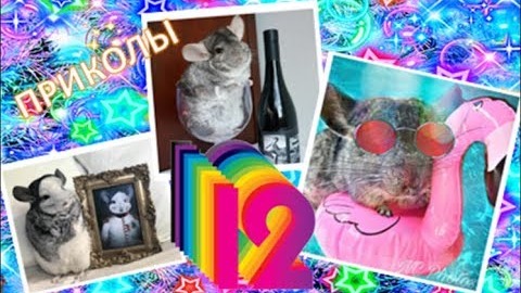 Лучшие приколы про ШИНШИЛЛ! Смешные ШИНШИЛЛЫ! Funny Chinchillas❤#12