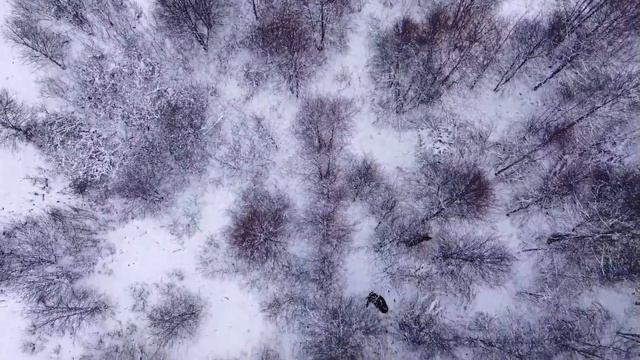 Лоси с квадрокоптера! смотреть онлайн