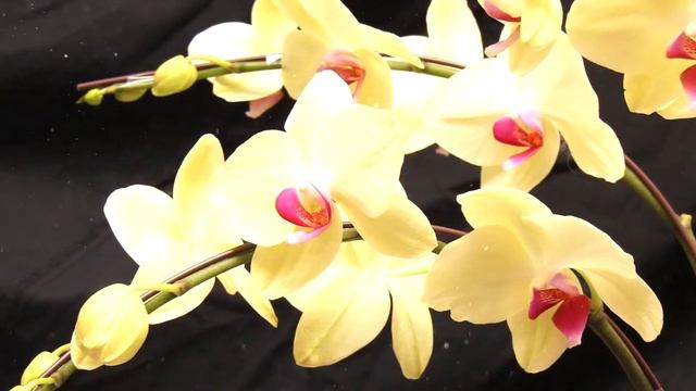 Как правильно ухаживать за орхидеями в домашних условиях смотреть онлайн