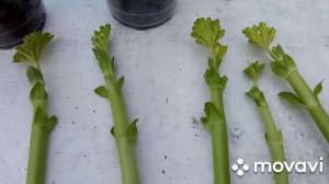 Черенкование пеларгонии/герани осенью.