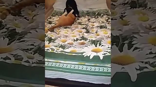 Бои без правил Кот рули смотреть онлайн