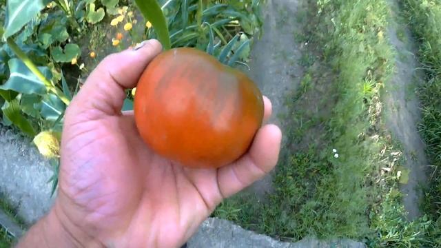 природный ликопин антиоксидант томат сашер f1 смотреть онлайн