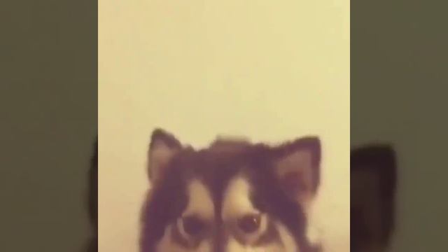 Собаки танцуют ушами подборка ))) Dog dancing with ears collection смотреть онлайн