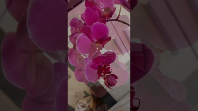 Мои цветущие орхидеи🌿🦋🌿 смотреть онлайн