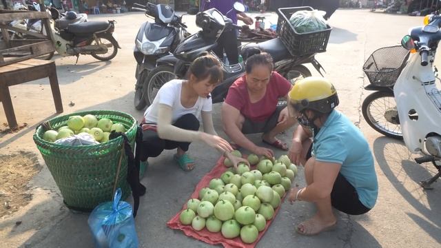 Harvest Melons Goes To The Market Sell - Taking Care of Pigs, Gardening on The Farm - Free Bushcraf смотреть онлайн