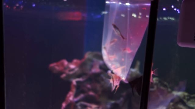 Купили стайку пангасиусов и выпустили с дочкой в аквариум. смотреть онлайн