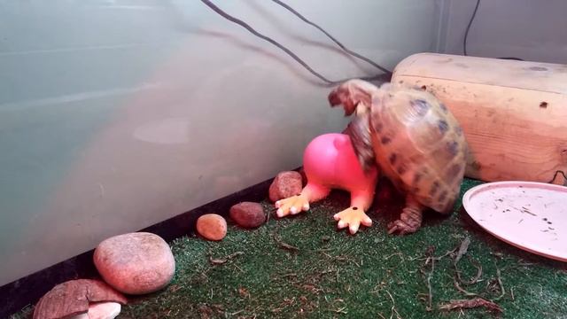Tortoise failed again смотреть онлайн