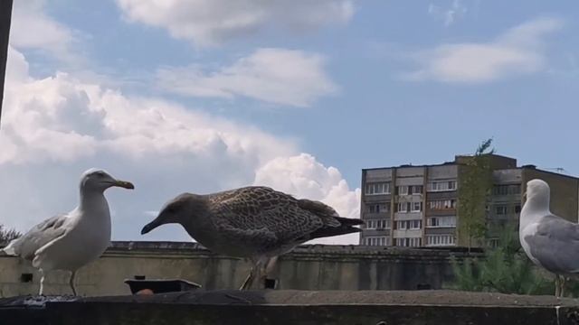 Животные на Пальце