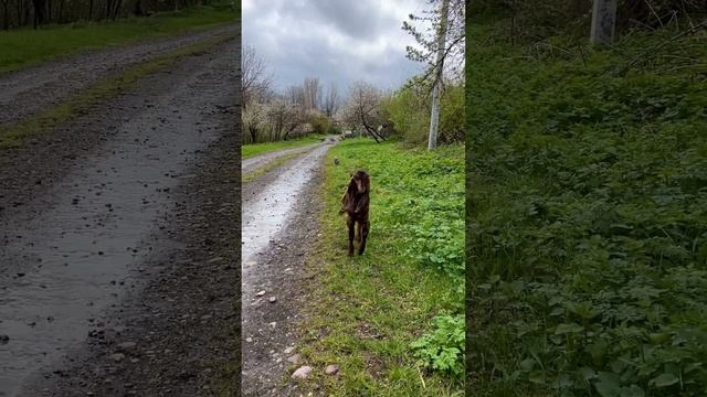 Привет! Я козлик камори, меня зовут Амур смотреть онлайн