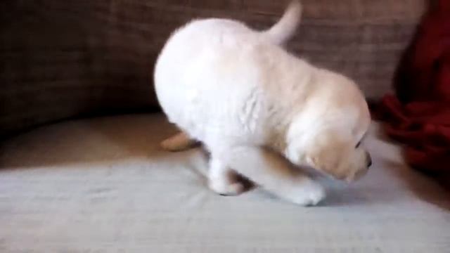 Лабрадор щенок мальчик 1 продажа. +380987694107 viber смотреть онлайн