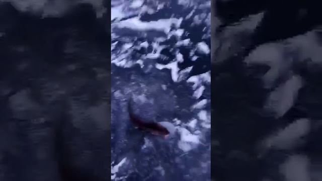 Волжский судак на раттлины и вибы. #shorts смотреть онлайн