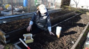 Секреты крупнющего лука:  как вырастить лук, чем подкормить лук и чеснок, когда сажать лук севок!