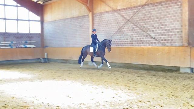 SOLD | Мерин KWPN, выездка смотреть онлайн