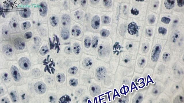 МИТОЗ растительной клетки смотреть онлайн