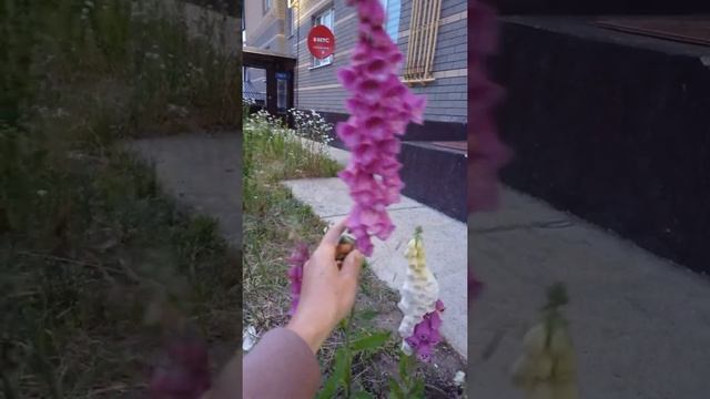 Зацвела наперстянка. Нереальное цветение гайлардии смотреть онлайн