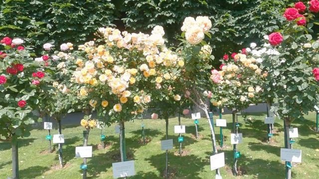 volksgarten vienna - Austria | වියානා නගරයේ රෝස උද්යානය смотреть онлайн