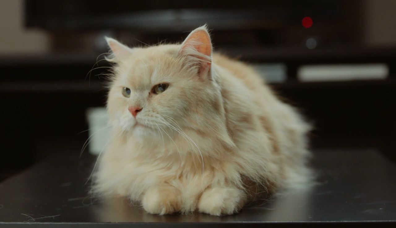 Филфак: Кот – это ответственность