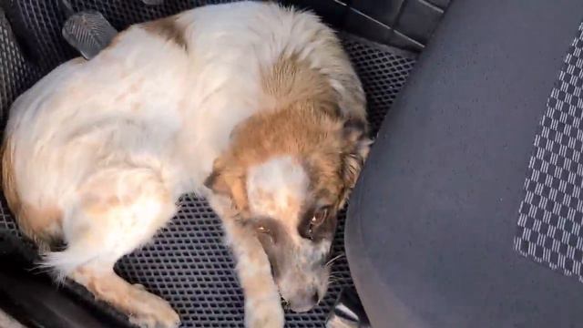Пес подобранный с трассы смертельно заболел🥺 смотреть онлайн