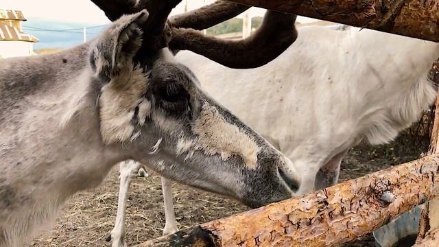 ТЕРИБЕРКА полный обзор| КИТЫ и Тундра| как добраться, что посмотреть, цены, погода,советы| ЛЕТО 202 смотреть онлайн